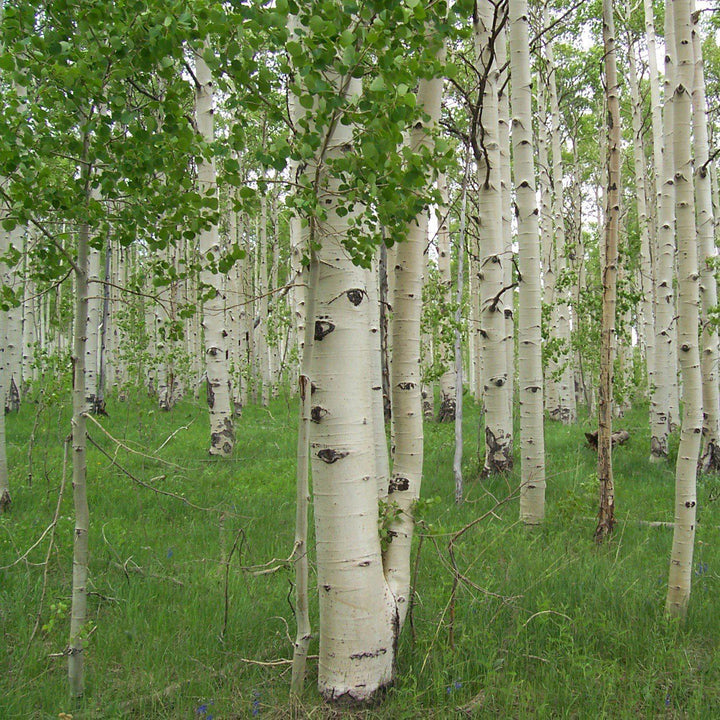 Populus tremuloides ~ Quaking Aspen