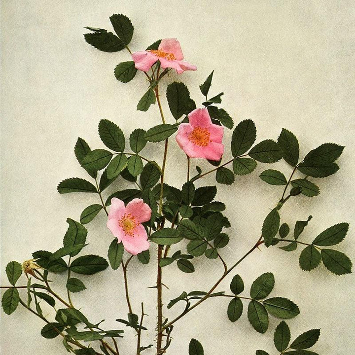 Rosa virginiana ~ Virginia Rose