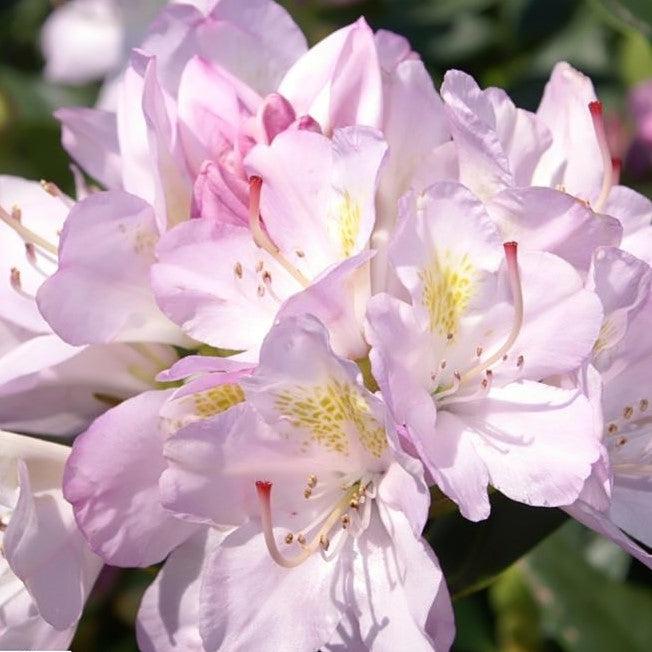 Rhododendron 'Album Elegans' ~ Album Elegans Rhododendron