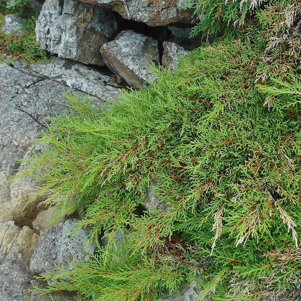 Microbiota decussata ~ Siberian Cypress, Siberian Carpet Cypress