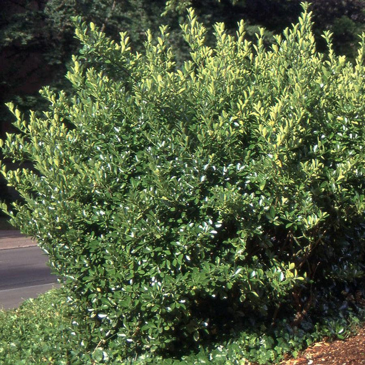 Euonymus japonicus ~ Japanese Euonymus