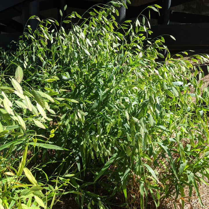 Chasmanthium latifolium ~ River Oats, Inland Sea Oats