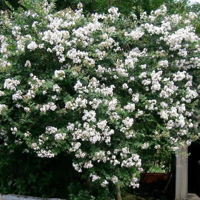 Lagerstroemia indica ~ Crape Myrtle