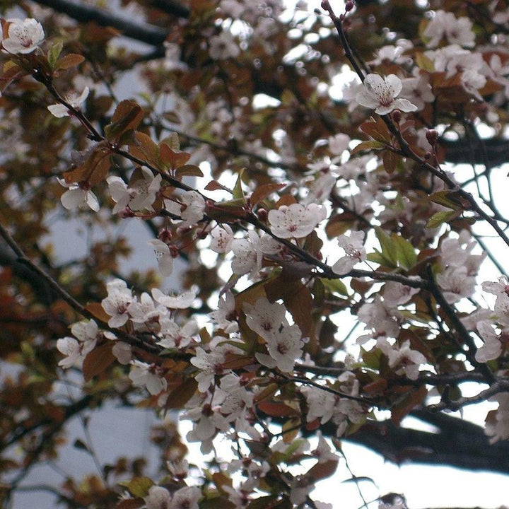 Prunus cerasifera 'Atropurpurea' ~ Purple Leaf Plum