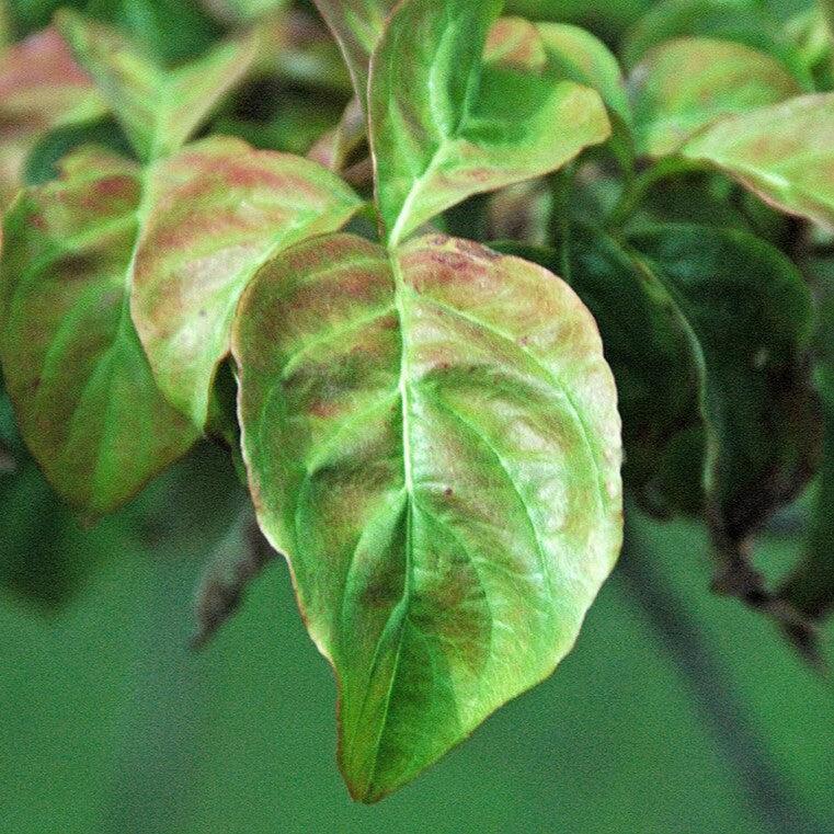 Cornus florida 'Cherokee Chief' ~ Cherokee Chief Dogwood