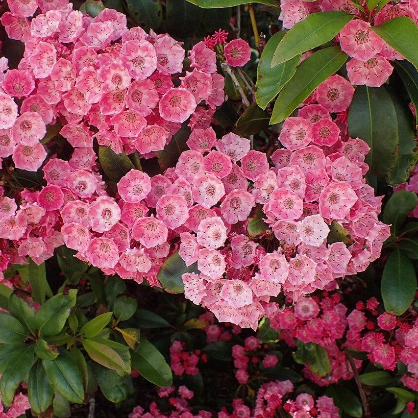 Kalmia latifolia 'Sarah' ~ Sarah Mountain Laurel