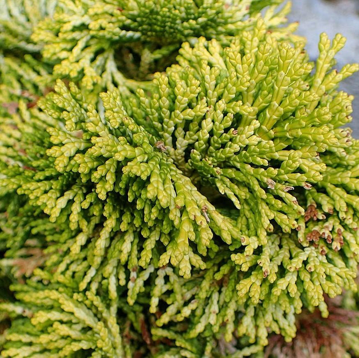 Chamaecyparis obtusa 'Nana Lutea' ~ Nana Lutea Hinoki Cypress