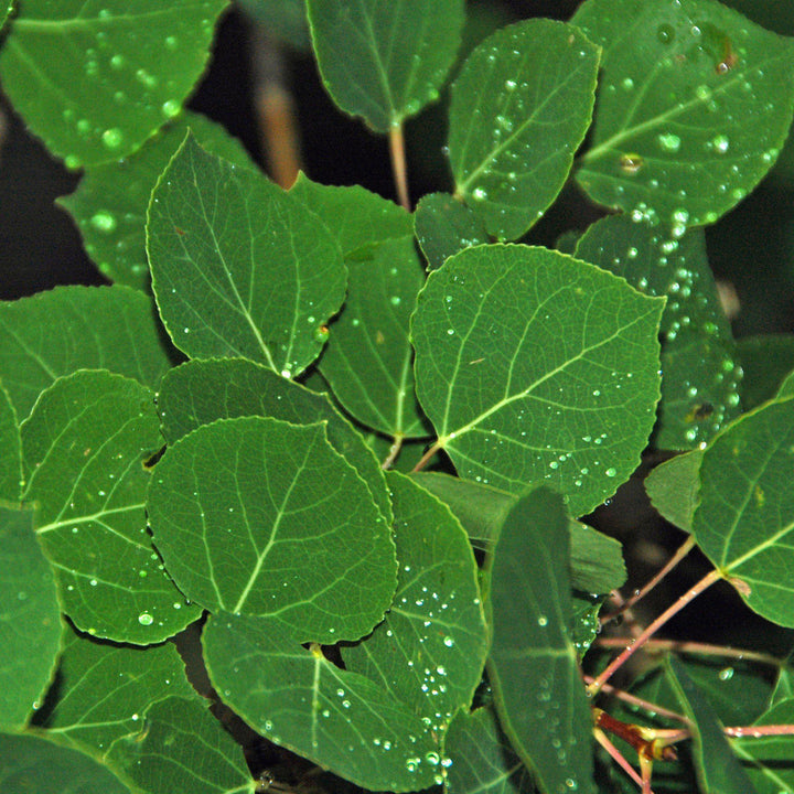 Populus tremuloides ~ Quaking Aspen