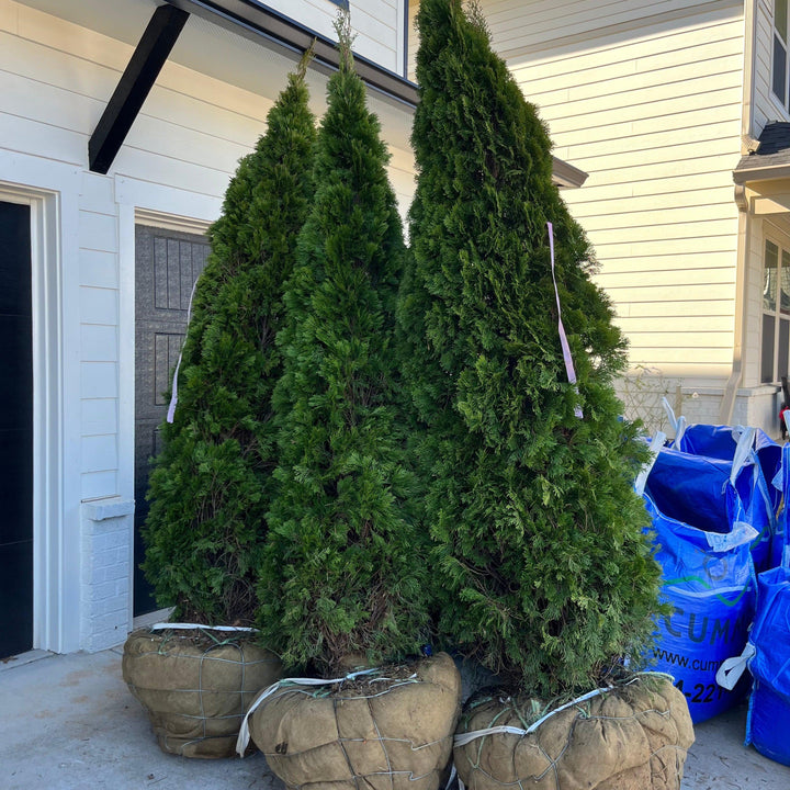 Thuja occidentalis 'DeGroot's Spire' ~ DeGroot's Spire Arborvitae