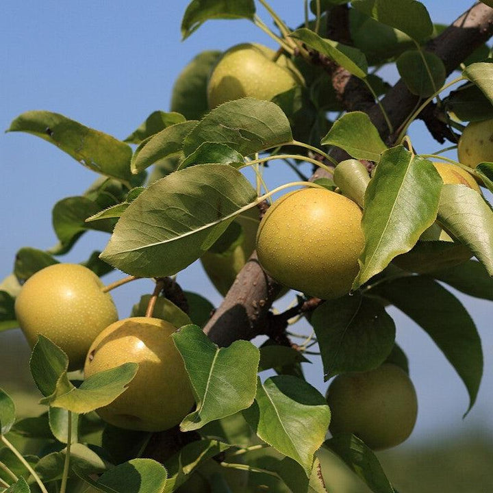 Pyrus pyrifolia 'Shinseiki' ~ Shinseiki Asian Pear