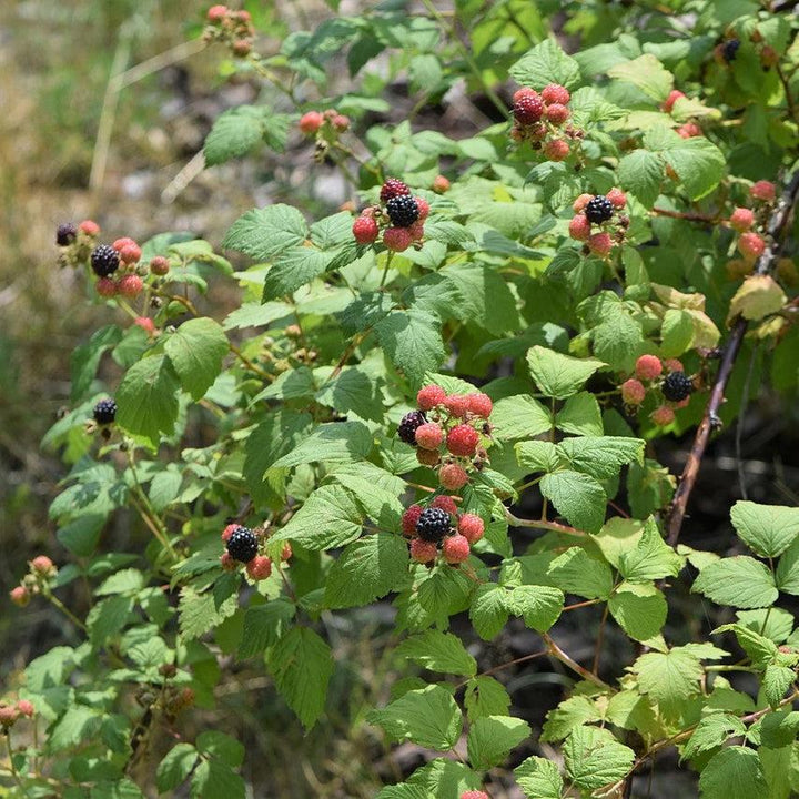 Rubus occidentalis ~ Black Raspberry