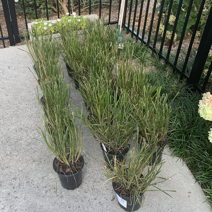 Pennisetum alopecuroides 'Cassian' ~ Cassian Fountain Grass