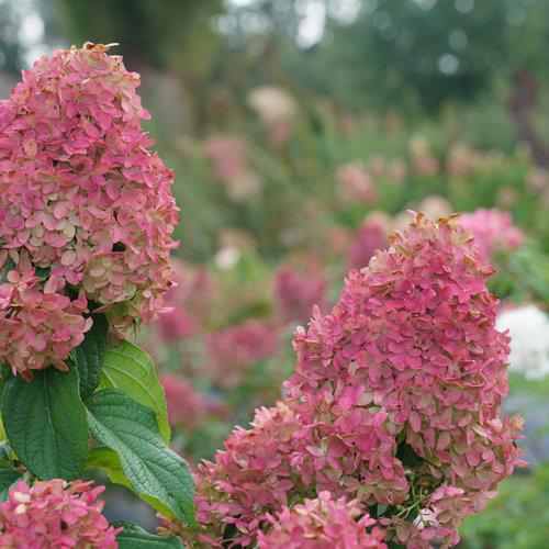 Hydrangea  'Quick Fire Fab'