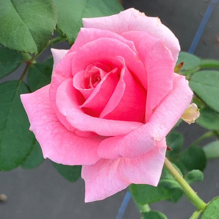 Rosa x 'PNKTER' PP32266 ~ Echo® Brindabella™ Pink Princess Rose