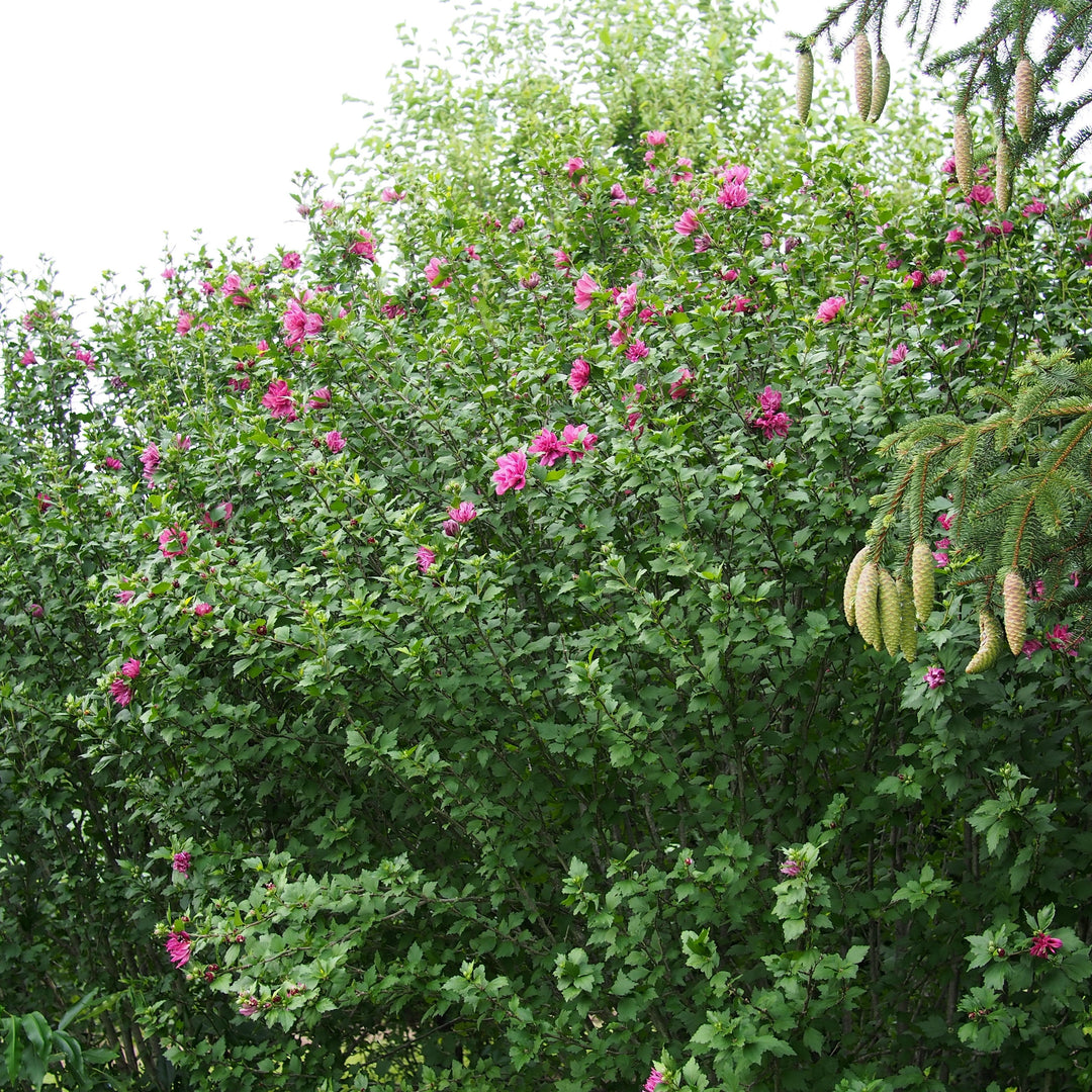 Hibiscus syriacus 'Lucy' ~ Lucy Hibiscus