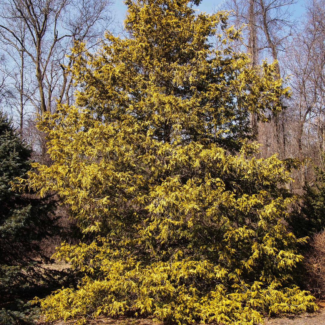 Chamaecyparis pisifera 'Gold Spangle' ~ Gold Spangle Falsecypress