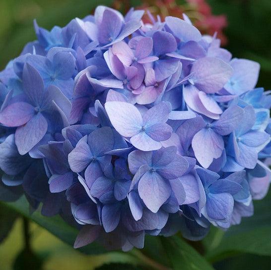 Hydrangea 'Rock-n-Roll'