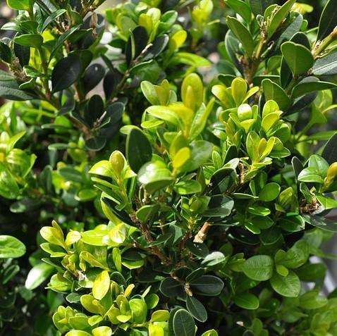 Buxus microphylla 'Faulkner' ~ Faulkner Boxwood