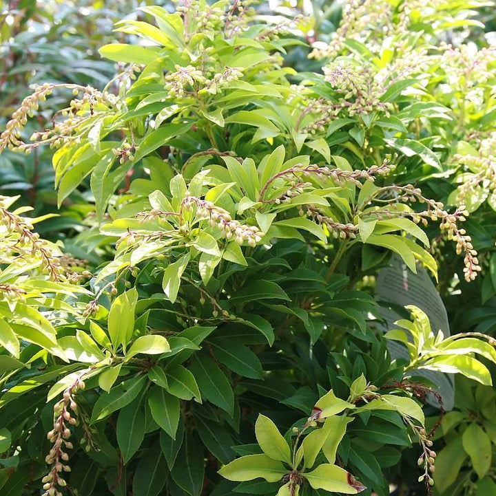 Andromeda 'Mountain Fire' ~ Mountain Fire Pieris