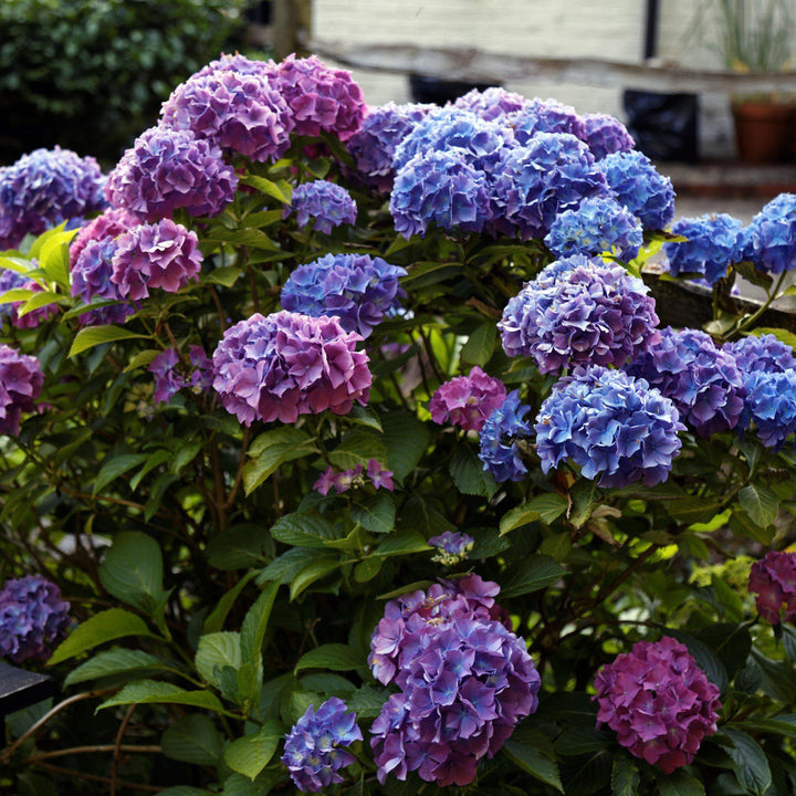 Hydrangea macrophylla 'Penny Mac' ~ Penny Mac Hydrangea