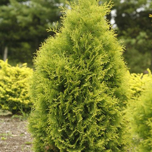 Thuja occidentalis 'SMTOYB' ~ Polar Gold® Arborvitae