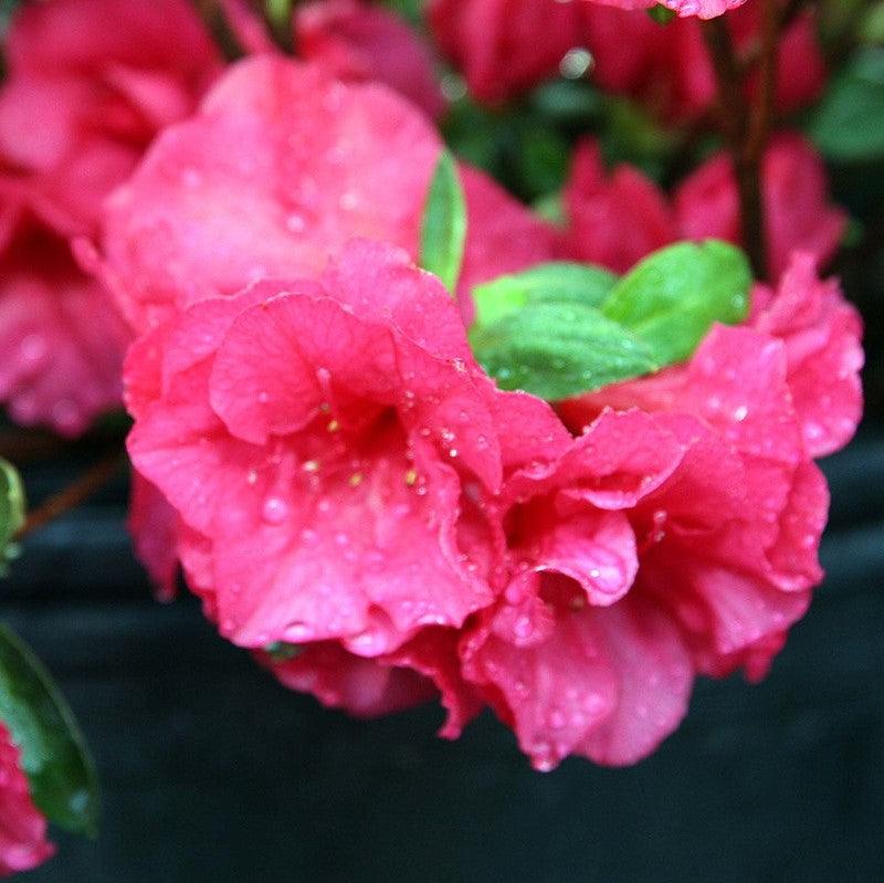 Rhododendron kurume 'Hershey's Red' ~ Hershey's Red Azalea