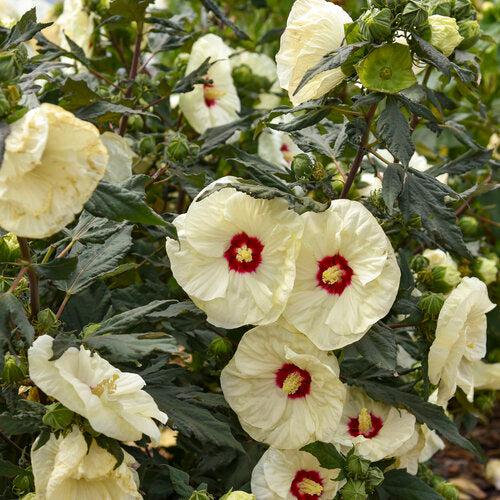 Hibiscus 'French Vanilla' PP33181 ~ Summerific® French Vanilla Hibiscus