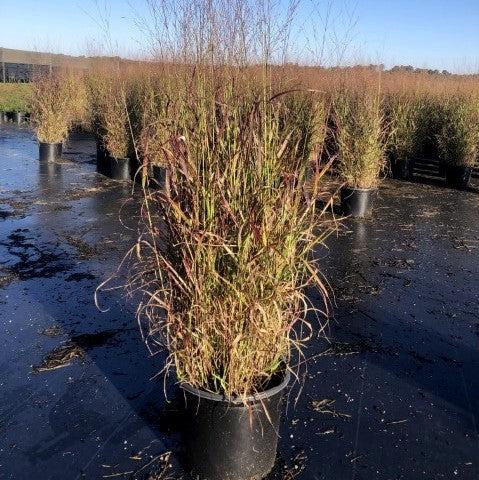 Panicum virgatum 'Shenandoah' ~ Shenandoah Switch Grass