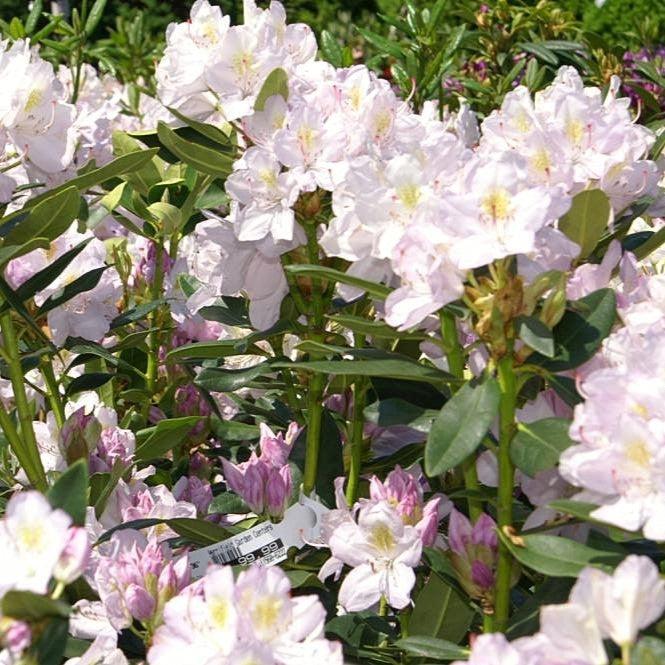 Rhododendron 'Album Elegans' ~ Album Elegans Rhododendron