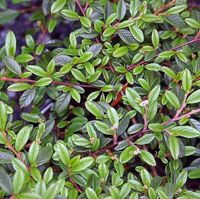 Cotoneaster sal. 'Repandens' ~ Willowleaf Cotoneaster