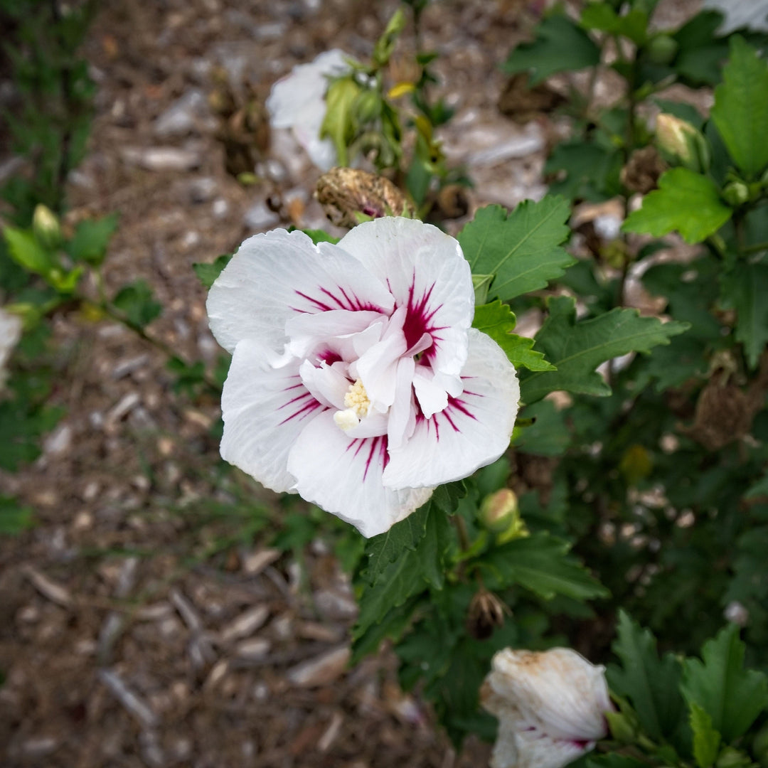 Hibiscus syriacus 'MINFREN' ~ Bali™ Hibiscus