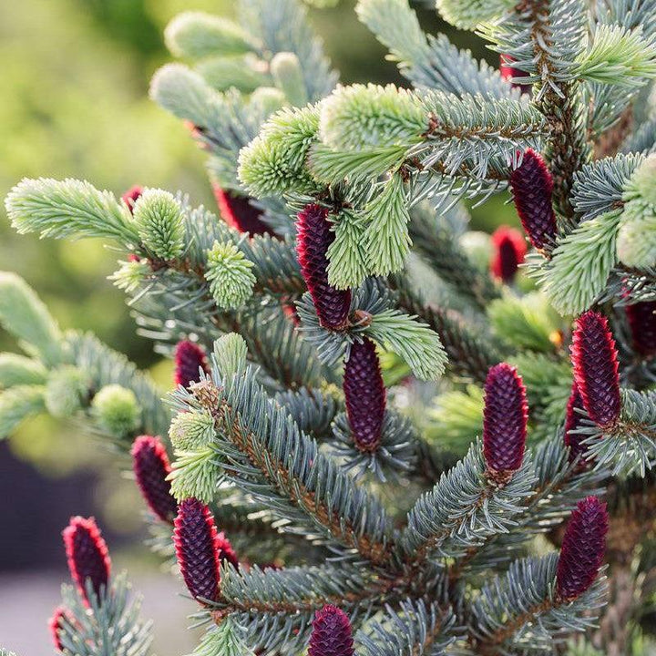 Picea abies 'Paul’s Select' ~ Paul’s Select Spruce