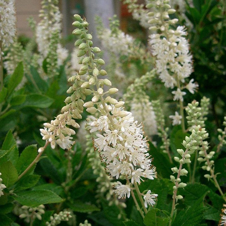 Clethra alnifolia ~ Summersweet, Sweet Pepperbush