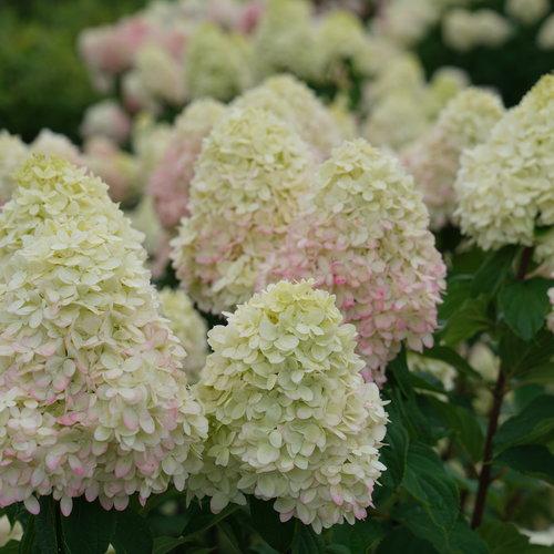 Hydrangea 'Limelight Prime'