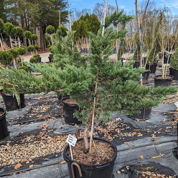 Juniperus squamata expansa 'Parsonii' ~ Parson's Juniper