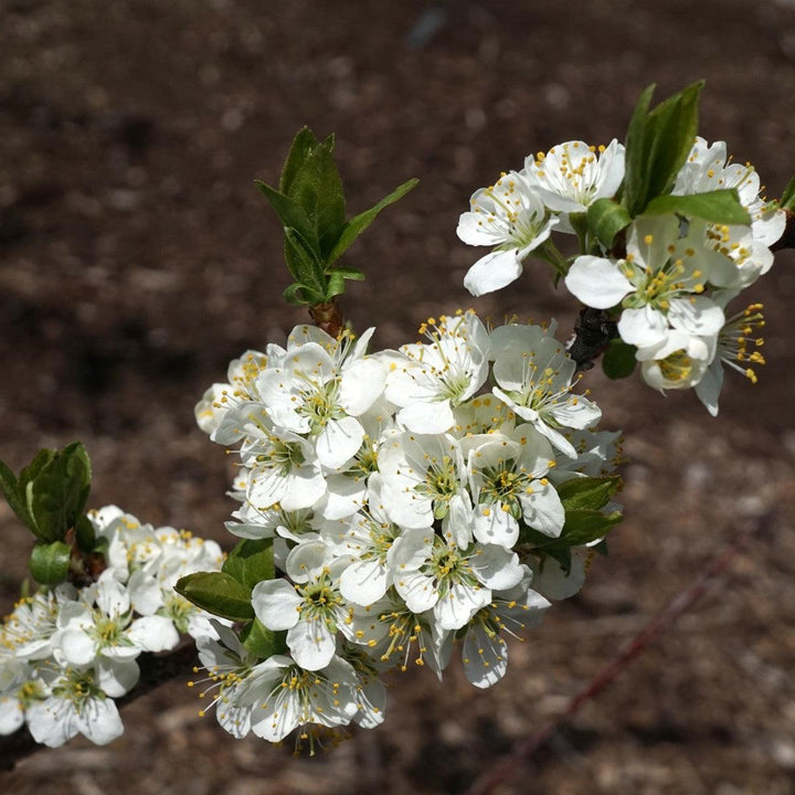 Prunus maritima ~ Beach Plum