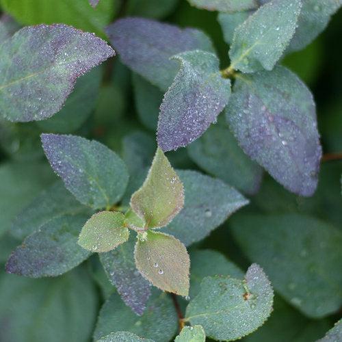 Spiraea x 'SMSMBK' ~ Double Play® Blue Kazoo Spirea