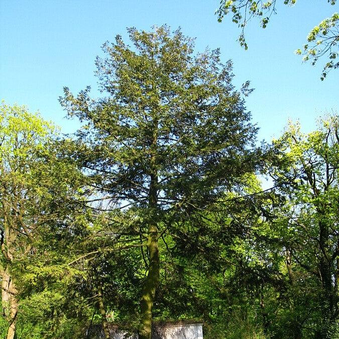 Tsuga canadensis ~ Canadian Hemlock