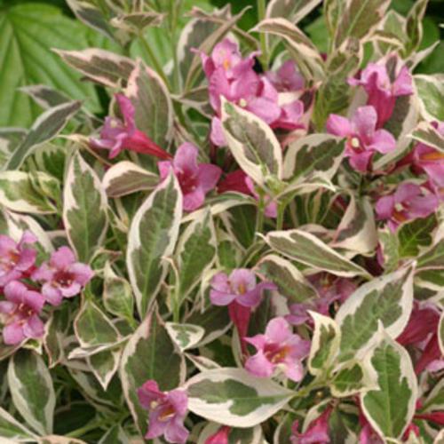 Weigela sonic bloom