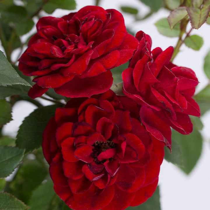 Rosa 'Meirutral' ~ Sunblaze® Red Rose