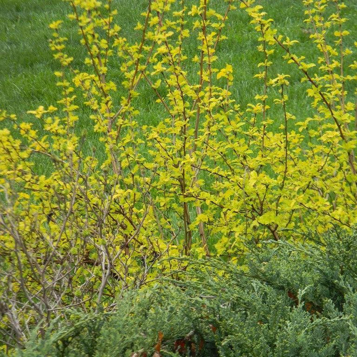 Physocarpus opulifolius 'Podaras 3' ~ Gumdrop™ Lemon Candy™ Ninebark