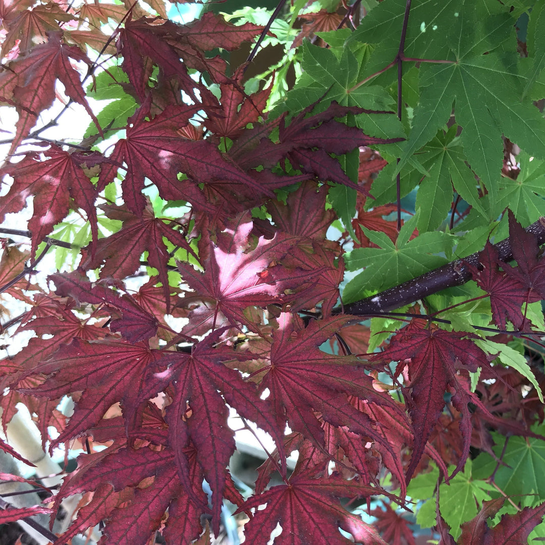 Acer palmatum 'Purple Ghost' ~ Purple Ghost Japanese Maple