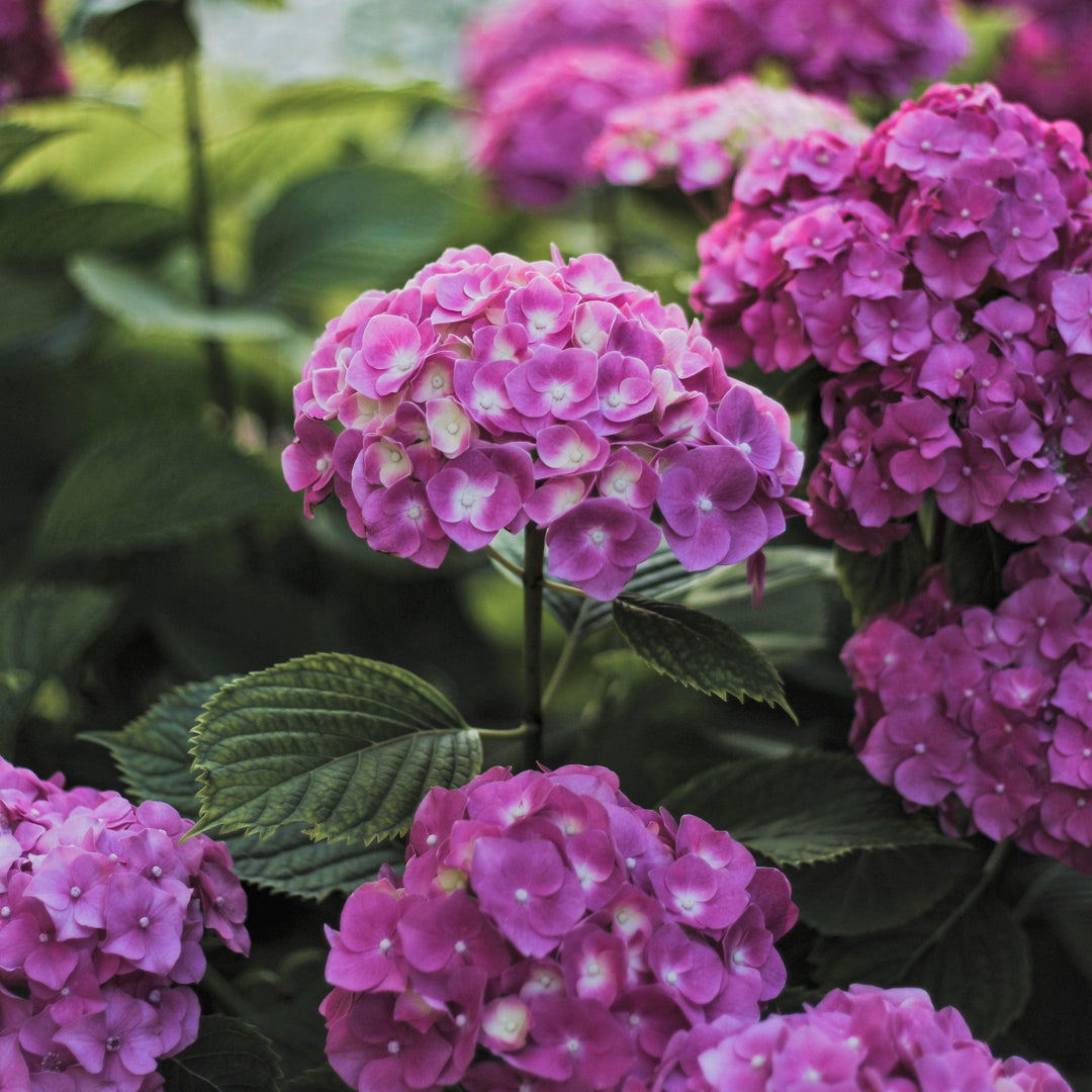 Hydrangea 'Seaside Serenade Cape Cod'