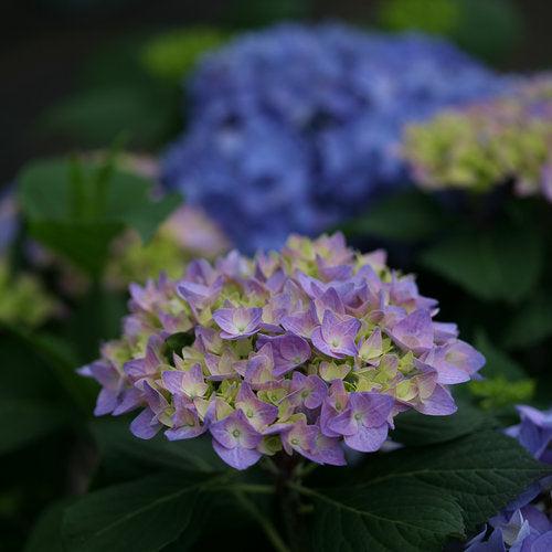 Hydrangea 'Let's Dance Rhythmic Blue'