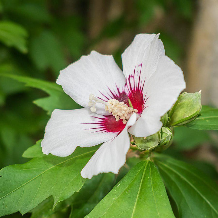 Hibiscus syriacus 'Red Heart' ~ Red Heart Hibiscus