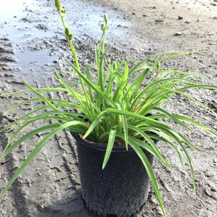 Hemerocallis 'Stella D'Oro' ~ Stella de Oro Daylily