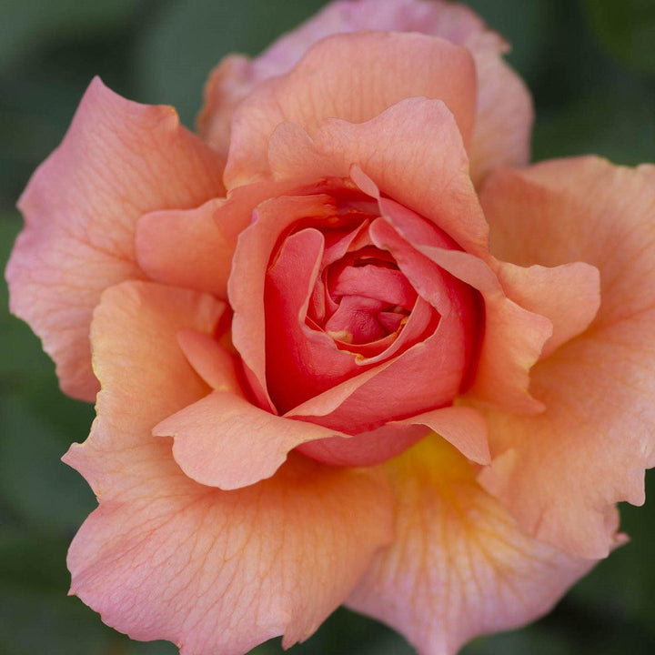 Rosa 'Meibidull' ~ Apricot Candy™ Rose