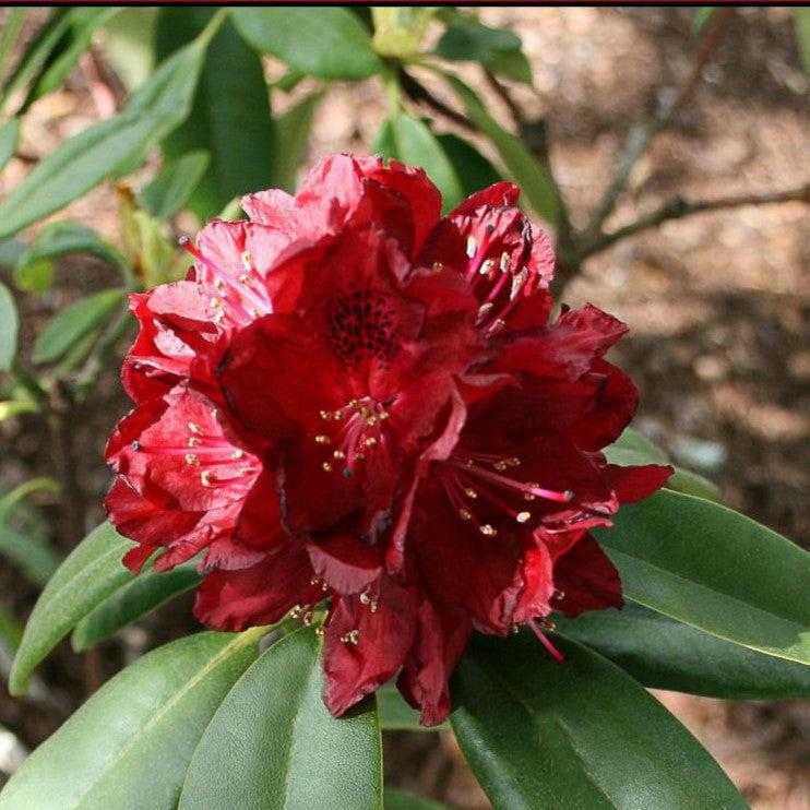 Rhododendron x 'Henry's Red' ~ Henry's Red Rhododendron