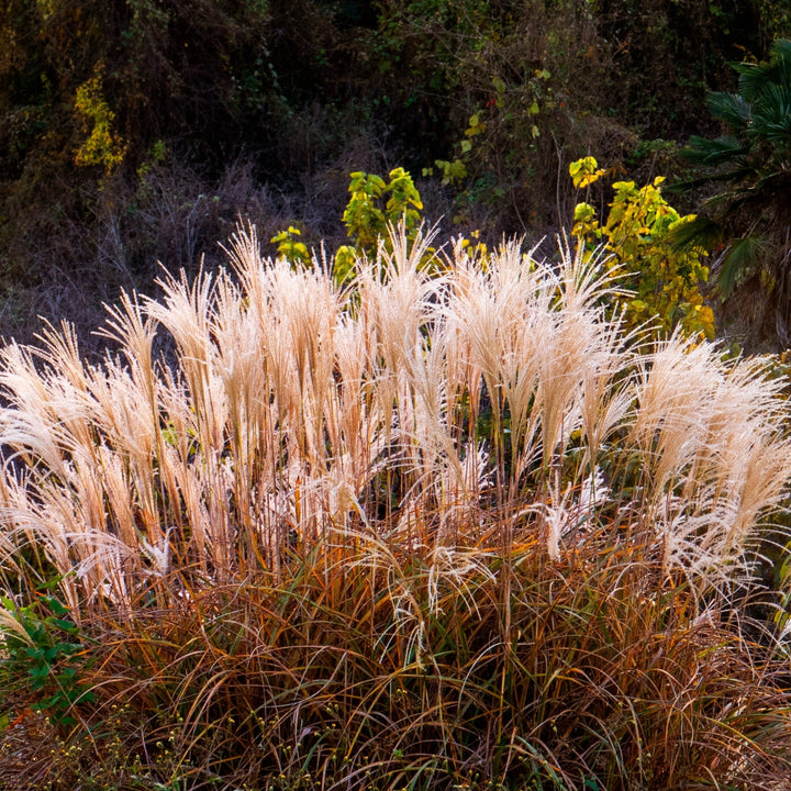 Miscanthus sinensis 'Huron Sunrise' ~ Huron Sunrise Maiden Grass