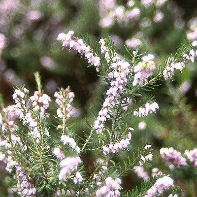 Erica x darleyensis 'Mediterranean Pink' ~ Mediterranean Pink Heath